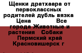 Щенки дратхаара от первоклассных  родителей(дубль вязка) › Цена ­ 22 000 - Все города Животные и растения » Собаки   . Пермский край,Красновишерск г.